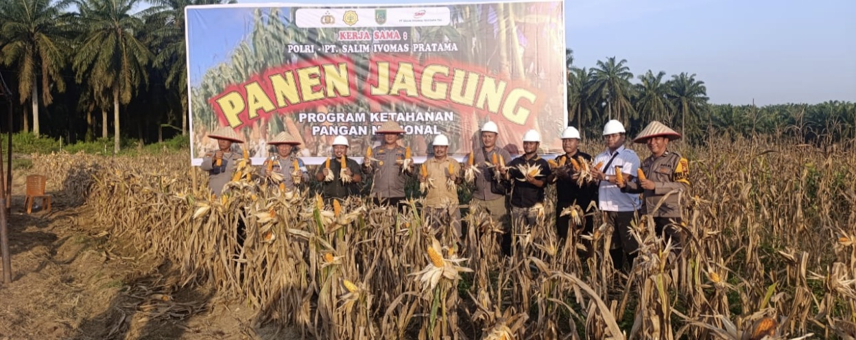 Kapolsek Bagan Sinembah Panen Jagung Ketapang