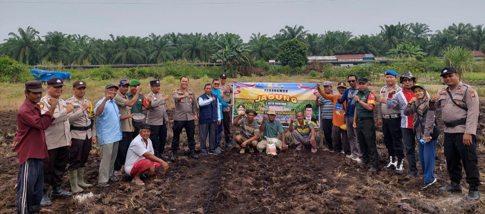 Kapolsek Rantau Kopar Tanam 1,5 Hektar Jagung Program Ketapang