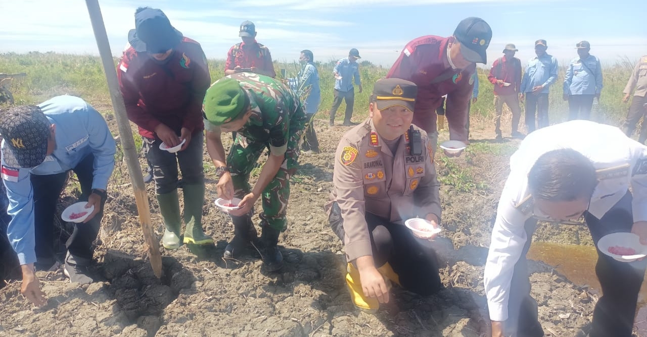 Kapolsek Bangko Dan Upika Tanam Jagung Kuartal III