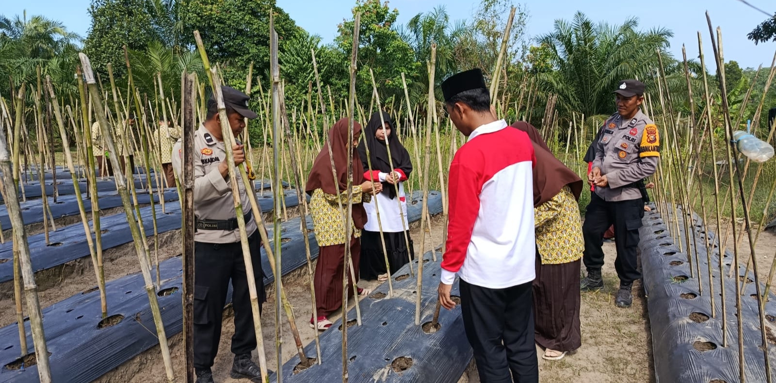 Polsek Pujud Tanam Jagung 1/2 Ha di Pondok Pesantren SMP IT Khazanah