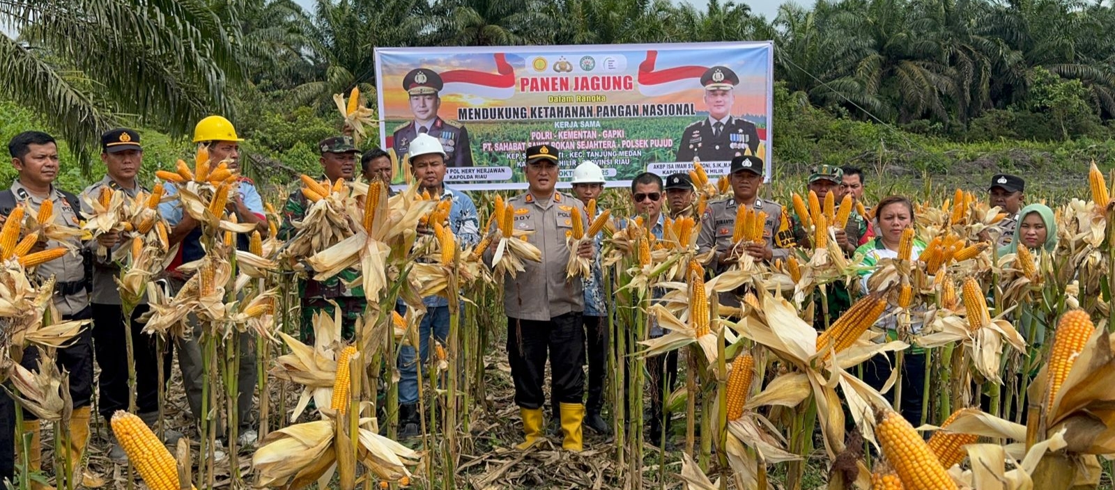 Kapolsek Pujud Panen Jagung Serentak Kuartal III Bersama Upika
