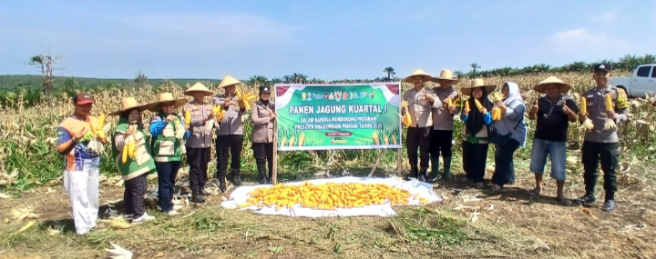 Polsek Bagan Sinembah Panen Jagung di Balai Jaya