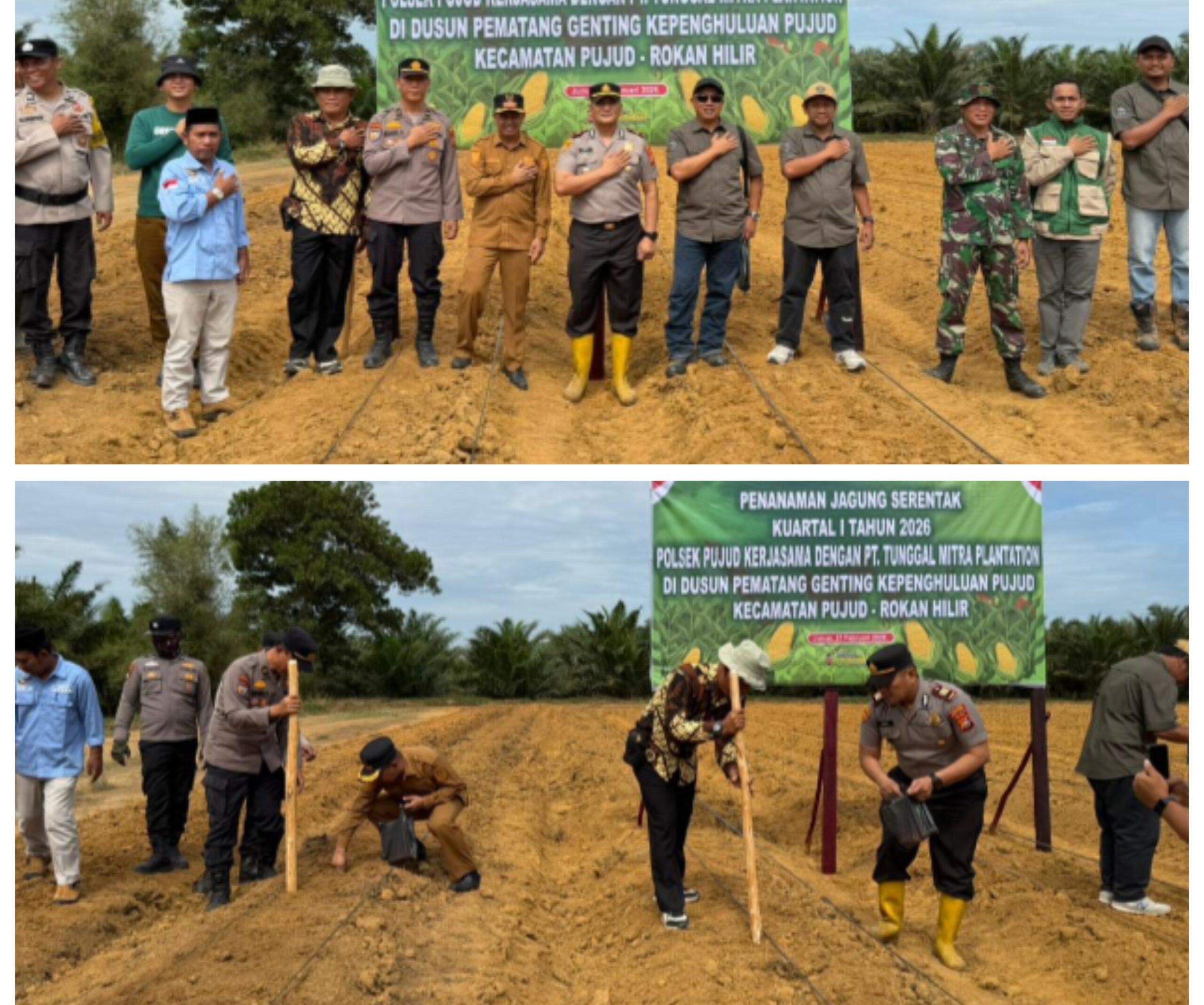 Polsek Pujud Bekerjasama Dengan PT TMP Tanam Jagung Kuartal I