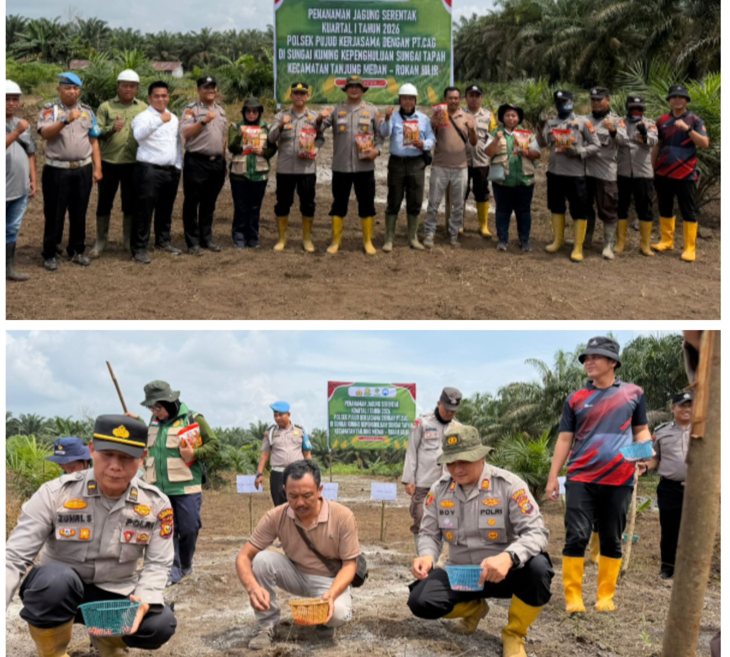 Dukung Asta Cita Presiden Polsek Pujud Bersama PT. CAG Tanam Jagung Kuartal I