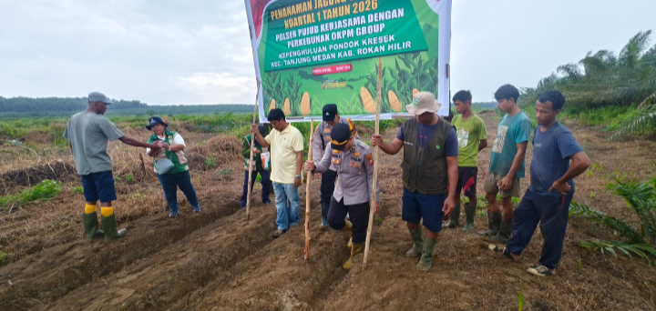 Tingkatkan Produktivitas Polsek Pujud Bersama Perkebunan OKPM Grup Tanam Jagung Kuartal I