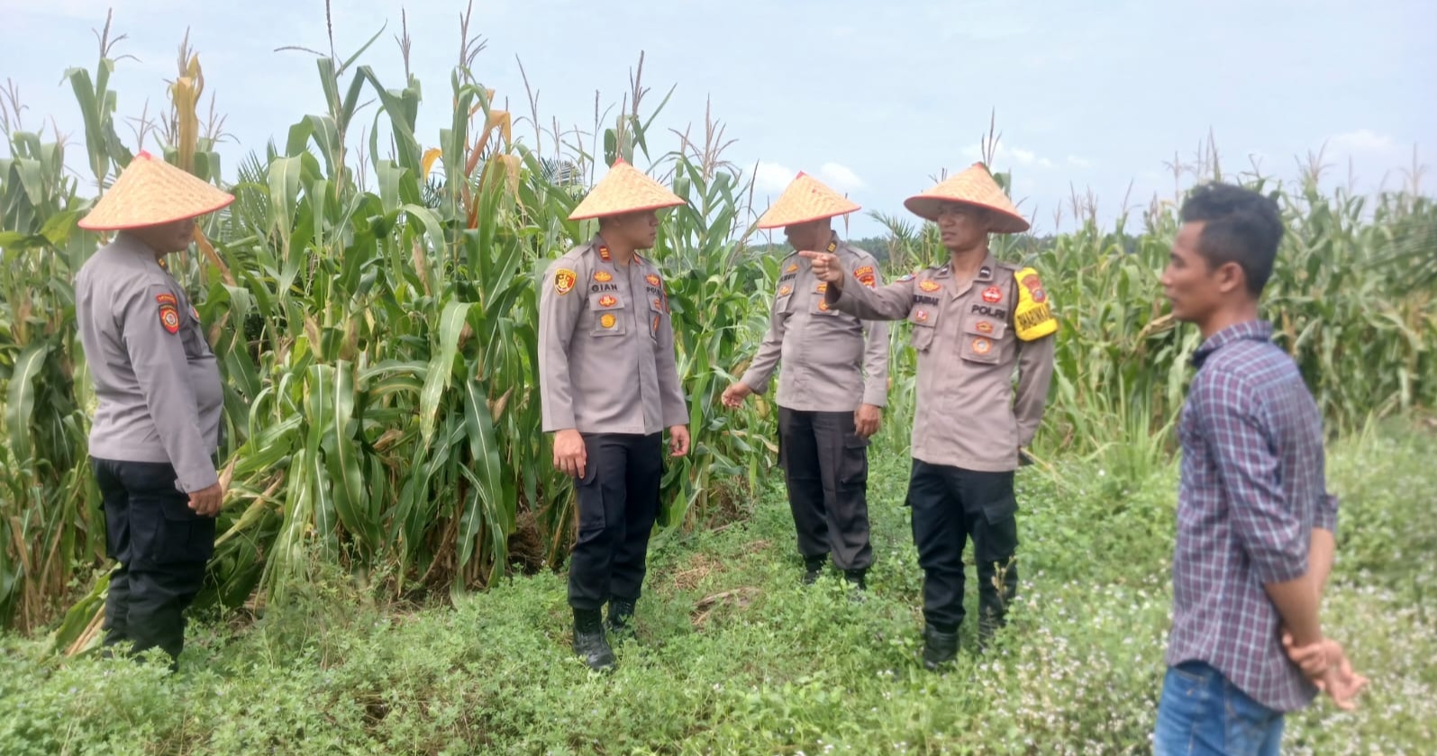 Perkuat Ketapang Polsek Bagan Sinembah Tinjau Tanaman Jagung Kuartal I