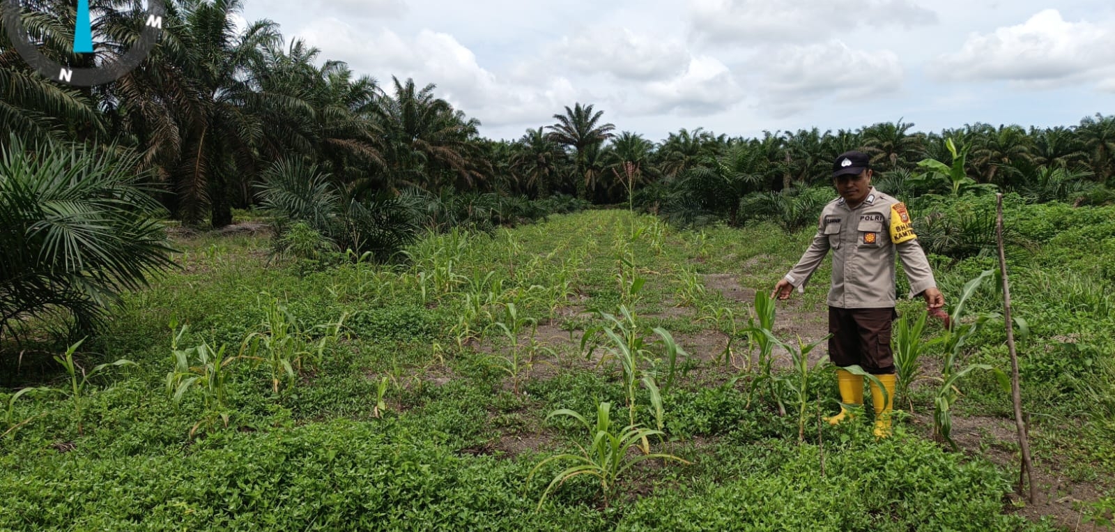 Dukung Program Ketapang Polsek Pujud Cek Tanaman Jagung