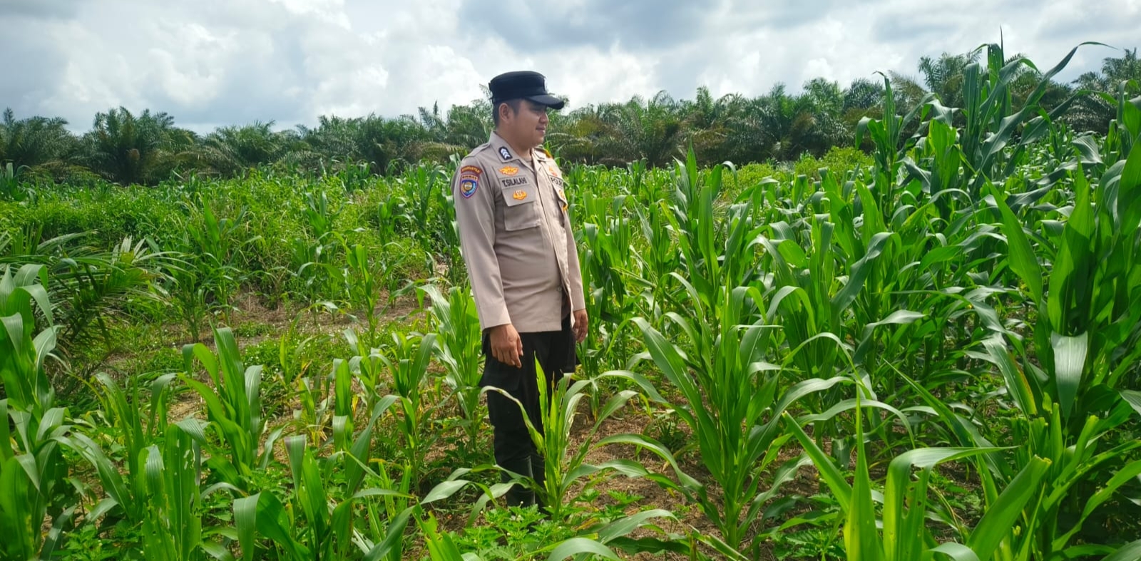 Polsek Pujud Cek 5 Ha Lahan Jagung Program Ketapang